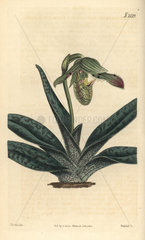 Comely lady's slipper  Cypripedium venustum