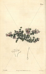 Arcadian woodruff  Asperula arcadiensis