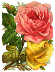 zwei Rosen  Poesiebild  1893