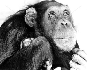 Schimpanse Mutter mit Baby