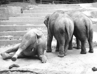 3 Elefanten von hinten