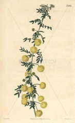 Unequal-winged acacia  Acacia nigricans