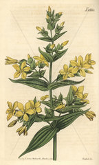 Clammy gentian  Gentiana viscosa