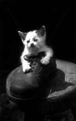 junge Katze sitzt in einem Schuh