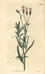 Lavender-leaved palafoxia  Palafoxia linearis