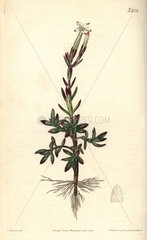 Jasmine-flowered crassula  Crassula jasminea