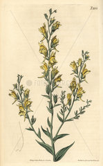 Tall broom-like toad flax  Linaria genistifolia var. procera