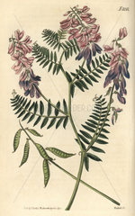 Fine-leaved vetch  Vicia tenuifolia