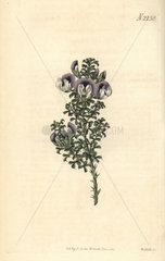 Prickly psoralea  Psoralea aculeata