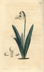 Clusius' snowdrop  Galanthus plicatus