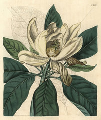 Thomson's new swamp magnolia  Magnolia glauca major
