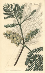 Two-spiked acacia  Acacia lophantha