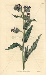 Waved-leaved bugloss  Anchusa undulata