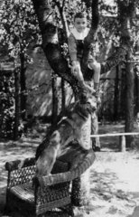 Schaeferhund Junge Baum
