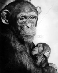 Schimpanse mit Jungem
