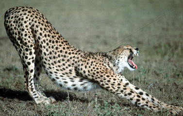 Gepard streckt sich und gaehnt
