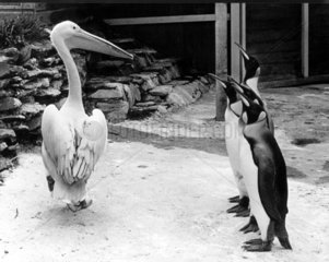 Pelikan mit vier Pinguinen