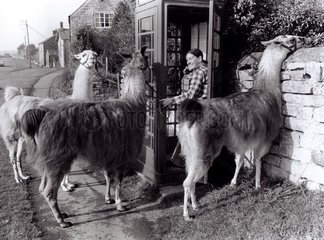 Lamas und Frau an Telefonzelle