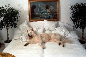 Weisser Hund liegt auf weissem Bett