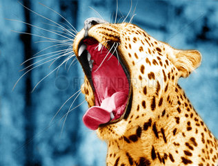 Gaehnen Leopard