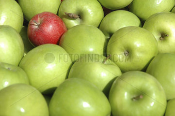 roter Apfel zwischen vielen gruenen Aepfeln