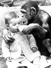 Schimpanse gibt Baby Milch
