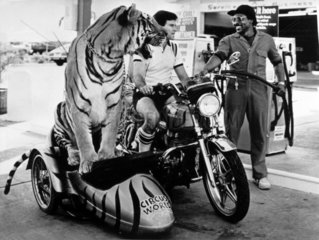 Tiger im Motorradbeiwagen