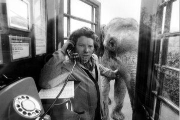 Elefant Telefonzelle