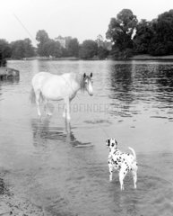 Pferd und Dalmatiner in Wasser