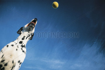 Dalmatiner faengt Tennisball