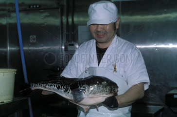 Zubereitung von Fugu-Fisch