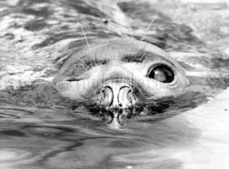 blinzelnder Seehund