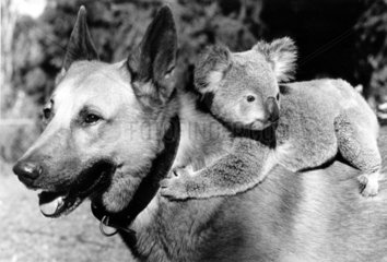 Schaeferhund und Koalabaer