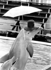 Delphin mit Schirm