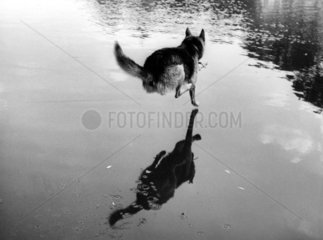 Schaeferhund springt in See