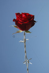 Rosenbluete mit Staengel aus Stacheldraht