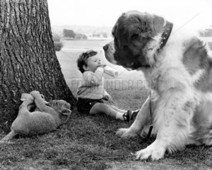 Hund + Loewenbaby + Kind