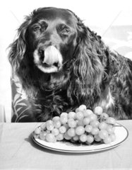 Hund mit Weintrauben
