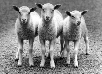 3 junge Schafe