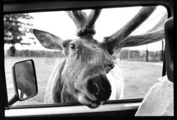 Hirsch schaut in Autofenster