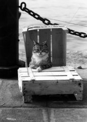 Katze sitzt in Kiste