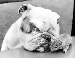 Hund und Hamster
