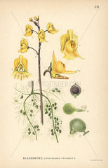 Common bladderwort  Utricularia vulgaris