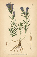 Marsh gentian  Gentiana pneumonanthe