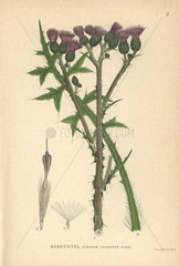 Marsh thistle  Cirsium palustre scop.
