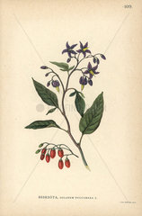 Bittersweet nightshade  Solanum dulcamara