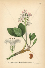 Bogbean  Menyanthes trifoliata