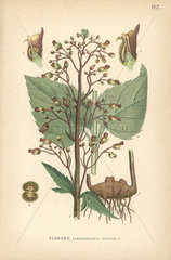 Figwort  Scrophularia nodosa