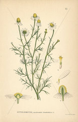 German chamomile  Matricaria chamomilla
