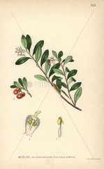 Bearberry  Arctostaphylos uva-ursi Spreng.